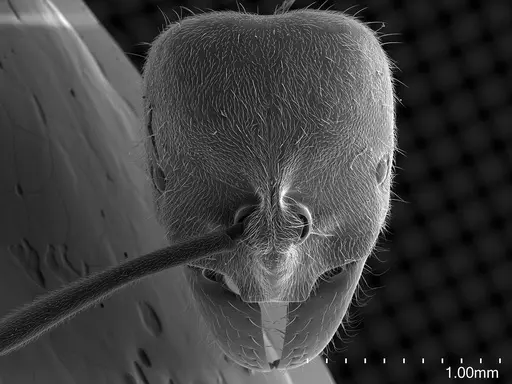 Corrieopone nouragues - CASENT0872031