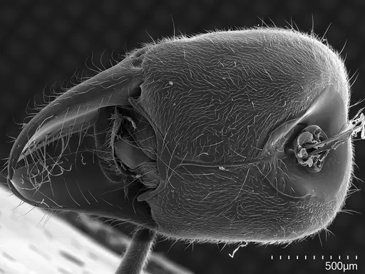Corrieopone nouragues - CASENT0872031
