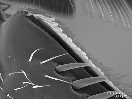 Corrieopone nouragues - CASENT0872031