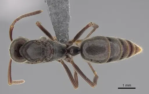 Corrieopone nouragues - CASENT0923157