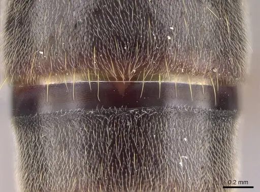 Corrieopone nouragues - CASENT0923157