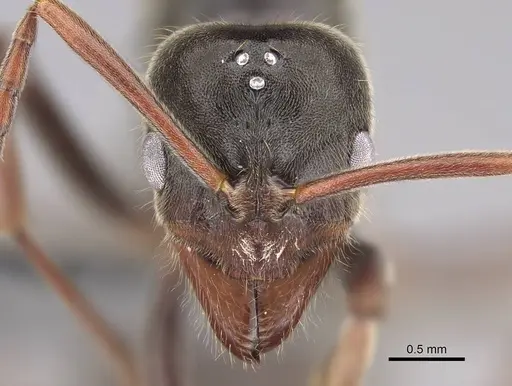 Corrieopone nouragues - CASENT0923157