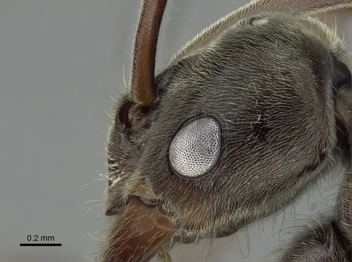 Corrieopone nouragues - CASENT0923157