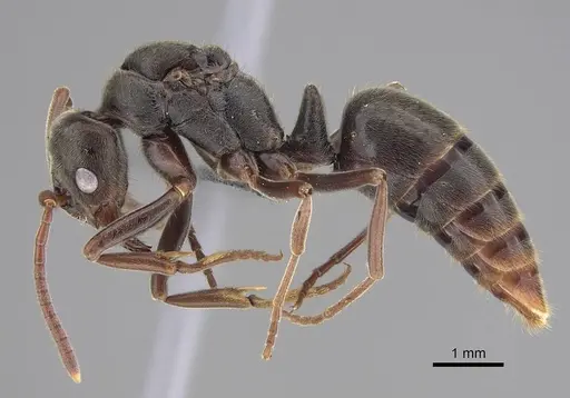 Corrieopone nouragues - CASENT0923157