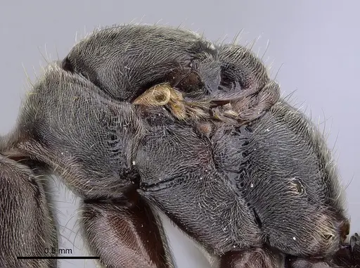 Corrieopone nouragues - CASENT0923157