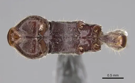 Corrieopone nouragues - CASENT0923158