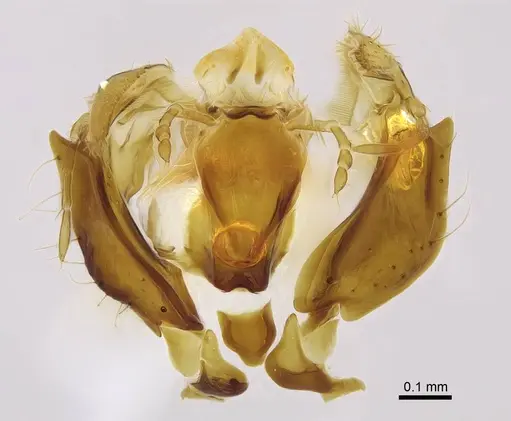 Corrieopone nouragues - CASENT0923158