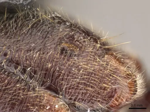 Corrieopone nouragues - CASENT0923158