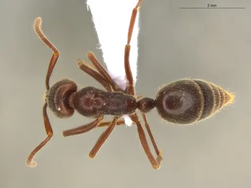 Corrieopone nouragues - ECOFOG-HC-0085-01