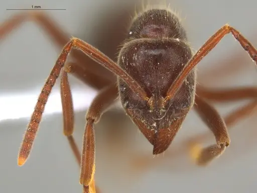 Corrieopone nouragues - ECOFOG-HC-0085-01