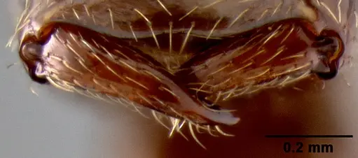 Crematogaster aberrans specimen