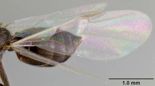 Crematogaster aberrans - CASENT0129432
