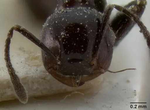 Crematogaster aberrans - CASENT0193626