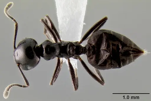 Crematogaster aberrans - CASENT0193779