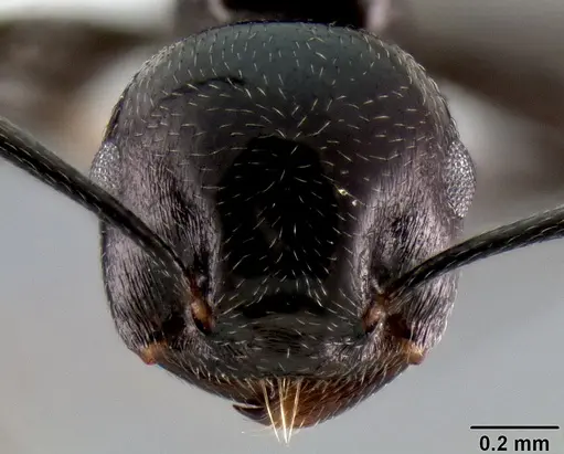 Crematogaster aberrans - CASENT0193779