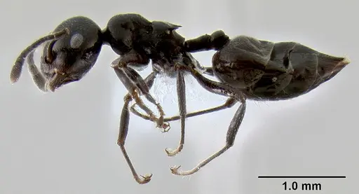 Crematogaster aberrans - CASENT0193779