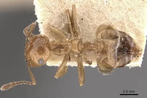 Crematogaster aberrans - CASENT0908641