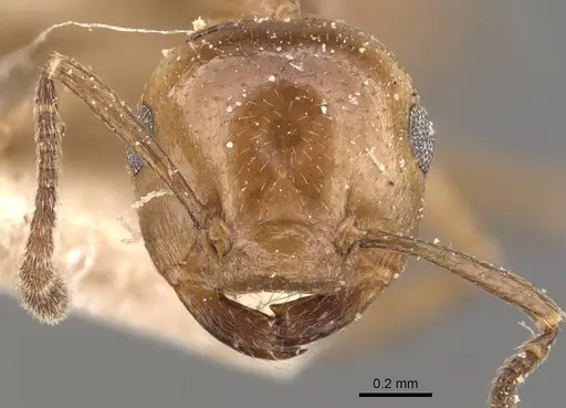 Crematogaster aberrans - CASENT0908641