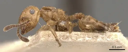 Crematogaster aberrans - CASENT0908641