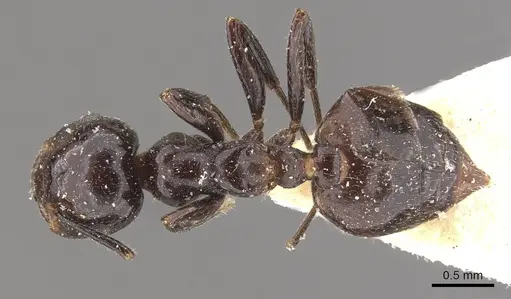 Crematogaster aberrans - CASENT0908642