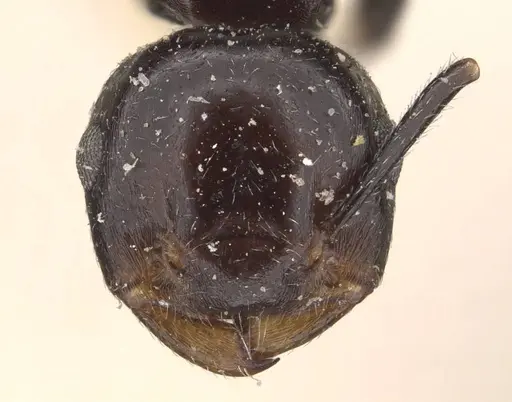 Crematogaster aberrans - CASENT0908642