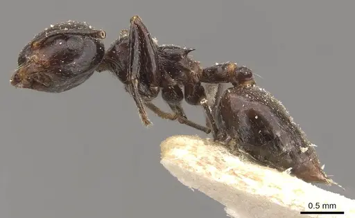 Crematogaster aberrans - CASENT0908642