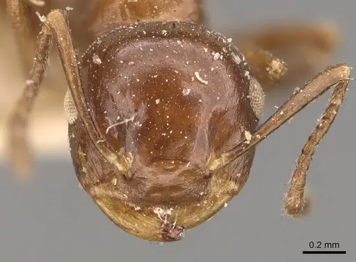Crematogaster aberrans - CASENT0908643