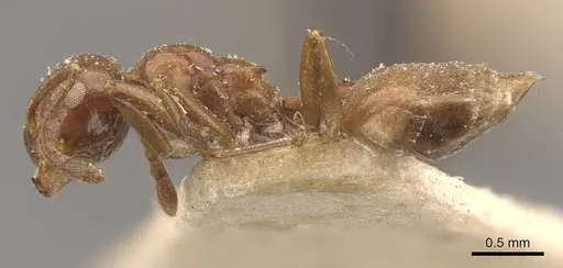 Crematogaster aberrans - CASENT0908643