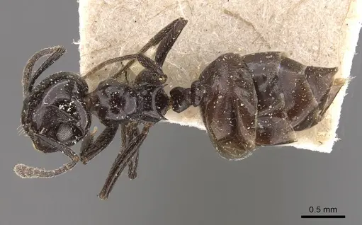 Crematogaster aberrans - CASENT0908647