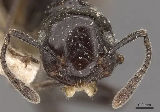 Crematogaster aberrans - CASENT0908647