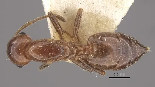 Crematogaster aberrans - CASENT0917808