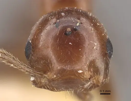 Crematogaster aberrans - CASENT0917808