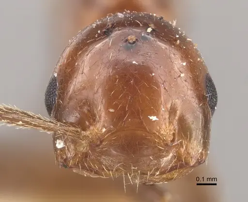 Crematogaster aberrans - CASENT0917808