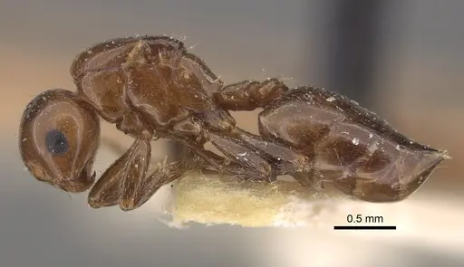 Crematogaster aberrans - CASENT0917808
