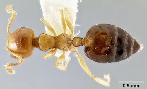 Crematogaster abrupta specimen