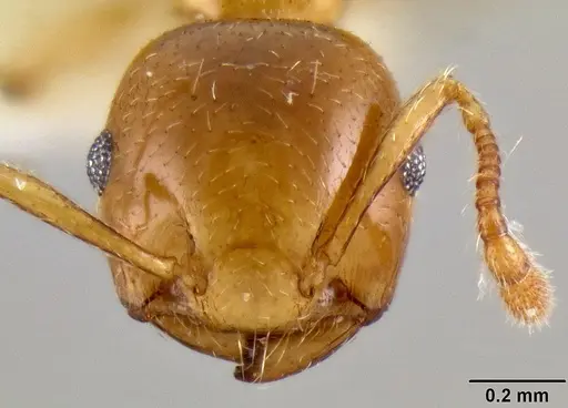 Crematogaster abrupta specimen