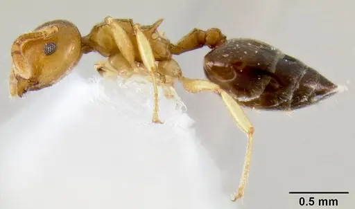 Crematogaster abrupta specimen