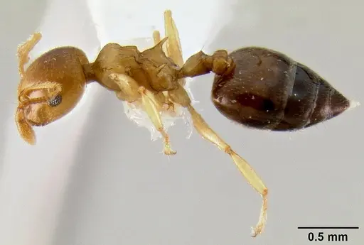 Crematogaster abrupta - CASENT0219566