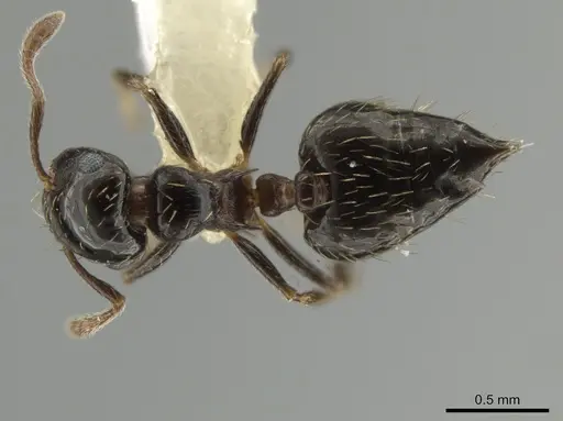 Crematogaster abstinens specimen