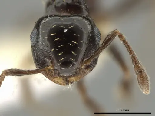 Crematogaster abstinens specimen