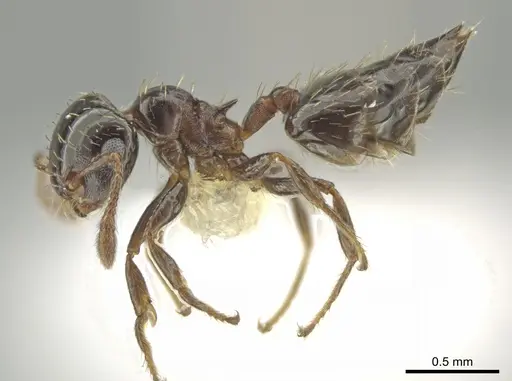 Crematogaster abstinens specimen