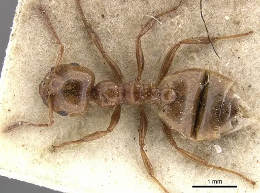 Crematogaster acaciae specimen