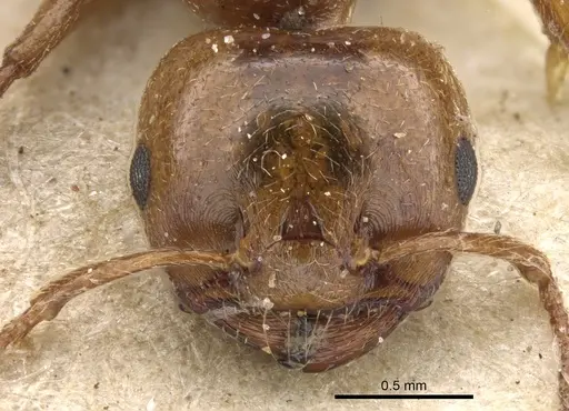 Crematogaster acaciae specimen