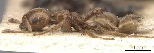 Crematogaster acaciae specimen