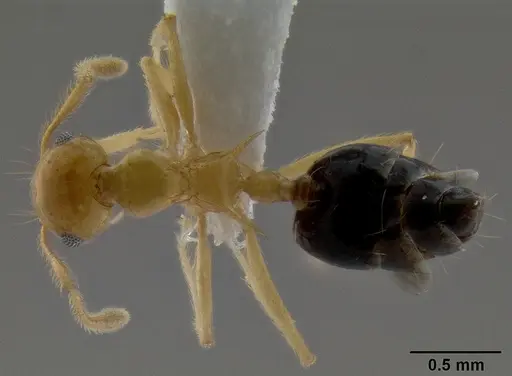 Crematogaster aculeata specimen