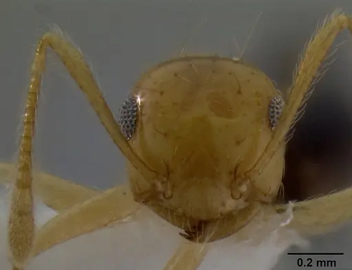 Crematogaster aculeata specimen