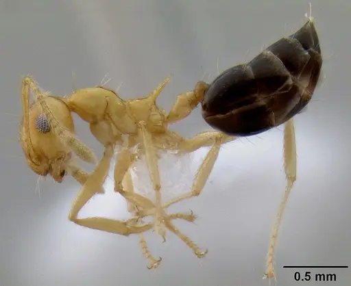 Crematogaster aculeata specimen