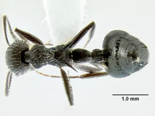 Crematogaster acuta specimen