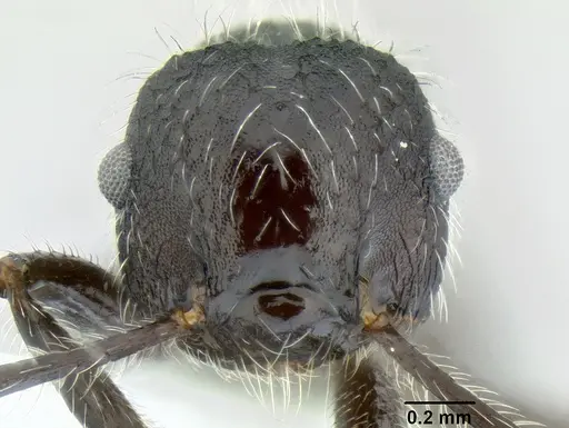 Crematogaster acuta specimen