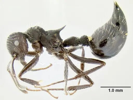 Crematogaster acuta specimen